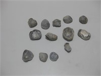 Assorted Fossil Shells