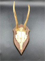 Whitetail Deer Skull Plaque