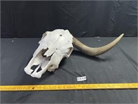 Cow Skull w/ (1) Horn*