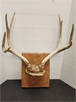 4x4 Deer Antler mount