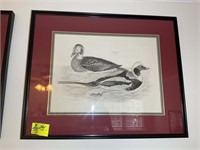FRAMED AND MATTED LONG TAILED DUCK  PRINT 33 IN X