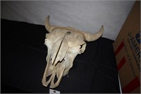 Buffalo Skull