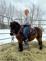 7 y/o pony mare exposed, been in piny rides & zoo