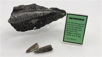 Squid Fossils W/ Placard - 300 Million Year Old