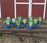 10 Dwarf Blue Delhinium Larkspur Plants