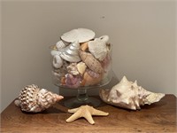 Seashell Grouping