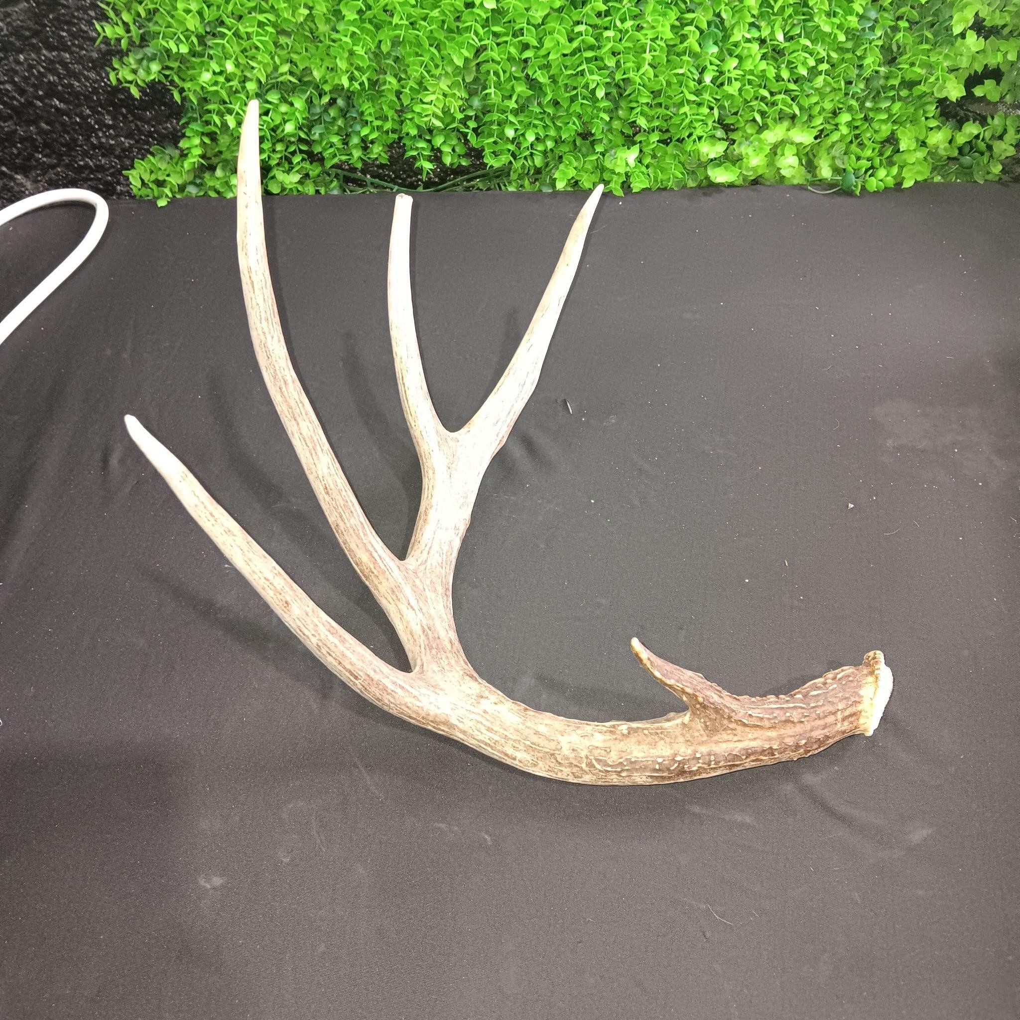 READ! Deer Antler only half of one