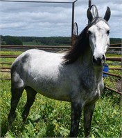 Fancy Grey TWH Gelding