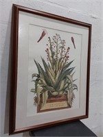 Botanical Study Plate Print  Aloe Plant. U15F