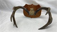 Mounted Antlers on wood plaque