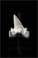 Shark tooth - L: 1.73", W:1.23"