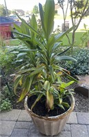 Dracaena Fragrans Plant And Pot