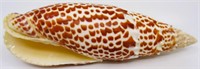 5.25" Mitra Papalis Sea Shell