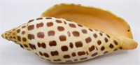 4.5" Scaphella Junonia Sea Shell
