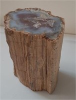 Petrified wood from American Southwest.