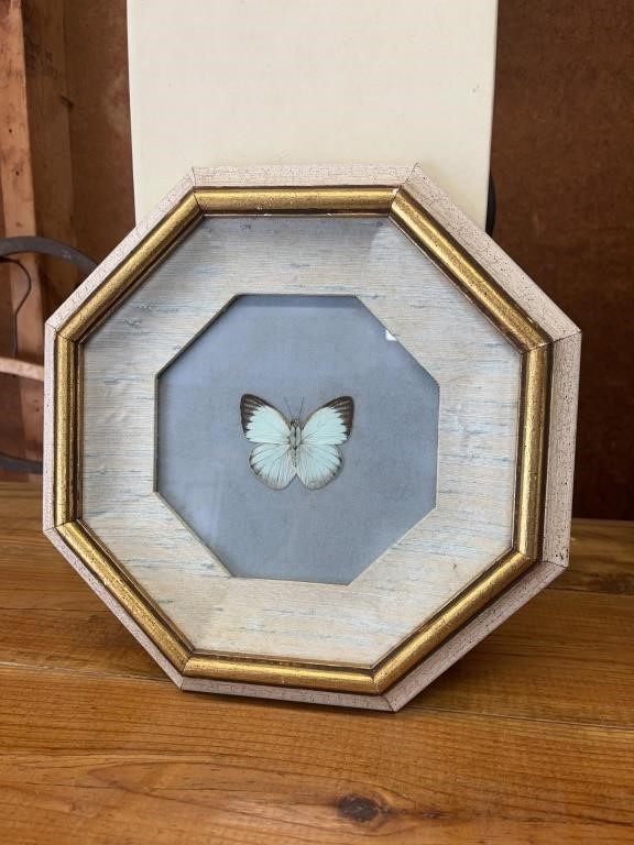 Vintage octagon frame taxidermy butterfly under