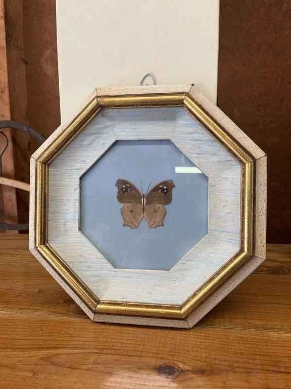 Vintage taxidermy framed butterfly/moth under