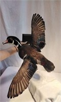 Wood Duck in Flight- Taxidermy