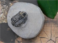 TRILOBITE IN MATRIX ROCK STONE LAPIDARY SPECIMEN