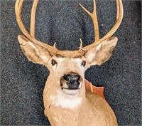 10 Point Mounted Buck