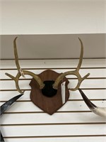 6 Point Mounted Antlers