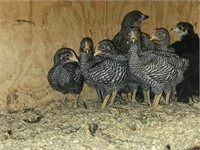 Trio- Bantam Barred Rock. Out of show stock.