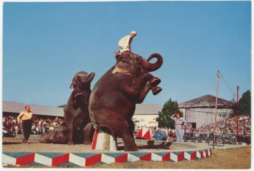 9inx6in Giant Postcard Elephants preforming
