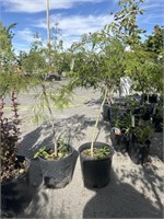 2 Lots 1ea 2Gal Green Lace Leaf Acer Palmotum