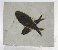 LARGE HIGH DETAIL DOUBLE FISH FOSSIL