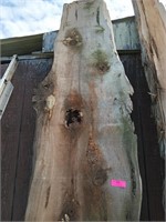 Cedar slab 11 ft by 2 ft by 2 in thick