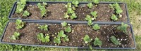 2 TRAYS OF ALBION EVERBEARING STRAWBERRY PLANTS