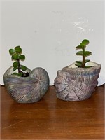 Live Succulents in ceramic seashell planters 5”