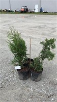 Green Giant Arborvitae (Lot of 3 Plants)