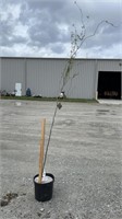 Corkscrew Willow (Lot of 1 Tree)