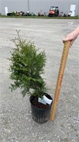 Green Giant Arborviate (Lot of 1 Plant)