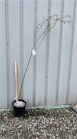 Corkscrew Willow (Lot of 1 Tree)