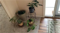 Assorted house plants