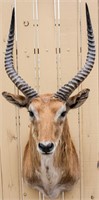 Taxidermy Impala Bust Mount Trophy