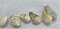 Elk Ivory Teeth