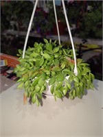 Flowering Succulent Hanging Basket