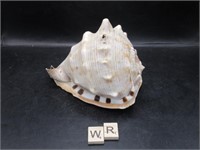 CONCH SHELL