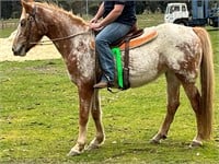(VIC) CHEROKEE - CLYDIE X FILLY