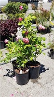 (3) Coral Cove Rose Plants