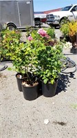 (4) Coral Cove Rose Plants