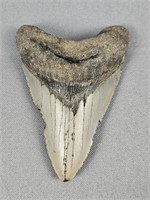 3.5" Megalodon Tooth