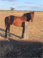 (VIC) LUCY - QH X WALER MARE