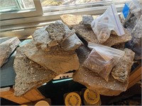 LARGE FOSSILS LOT