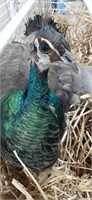 Indian Blue Peahen - 2 Yrs Old