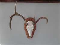 Mounted Deer Skull and Antlers