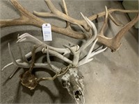 Antlers Sheds, Elk and Deer